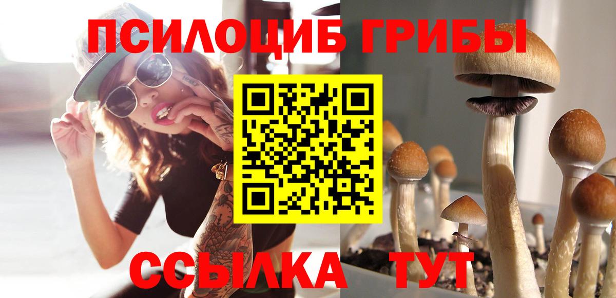 Псилоцибиновые грибы Cubensis Темрюк